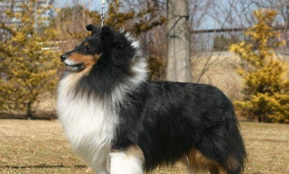 怎么給蘇格蘭牧羊犬修剪指甲