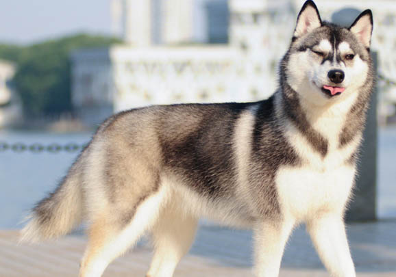 哈士奇犬不可以寵過頭