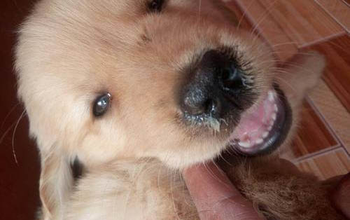 幼犬體外驅(qū)蟲多久做一次