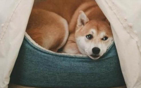 狗狗去虱子的土方法