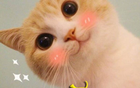小貓流眼淚眼屎多是怎么回事