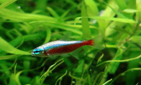 養六角龍魚注意事項