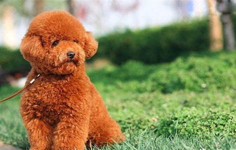 比熊犬什么時候打疫苗最好