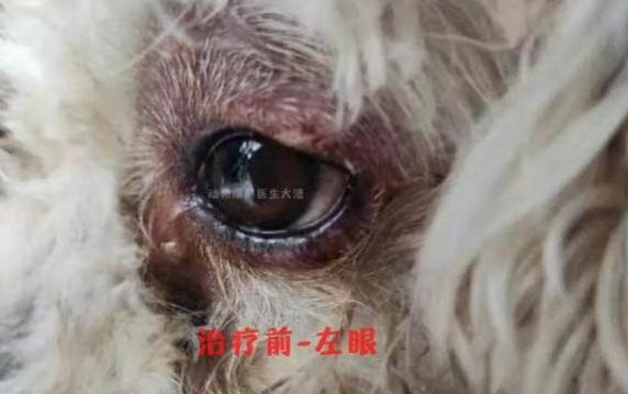 狗狗總是搖頭甩耳朵的原因及處理方法