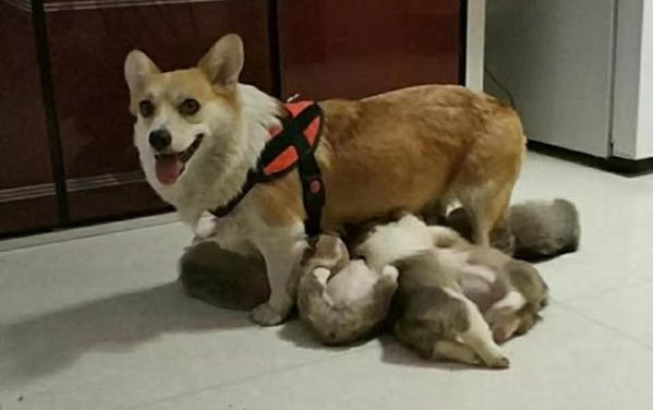 幼犬體外驅蟲多久做一次