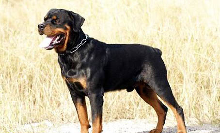 羅威納犬一生認幾個主人？禁養嗎