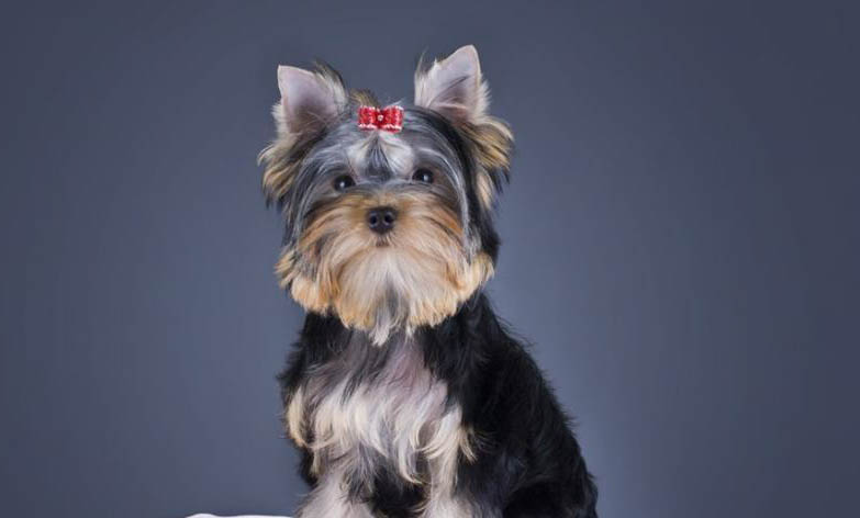 家養(yǎng)小型犬有哪些呢