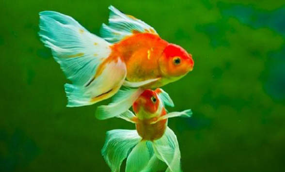 養金魚用自來水怎么處理