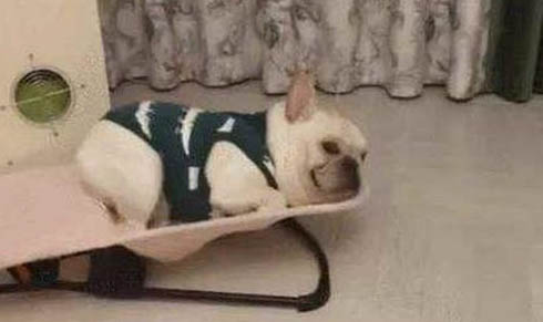狗狗驅蟲藥哪個牌子好？