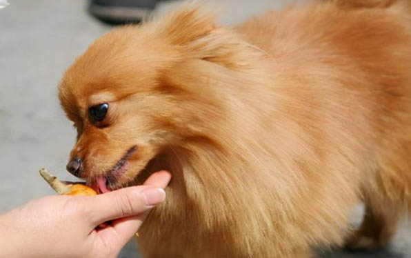小狗狗挑食偏食主人應該怎么辦？