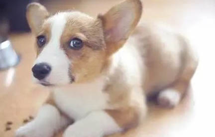 柯基和柴犬哪個貴