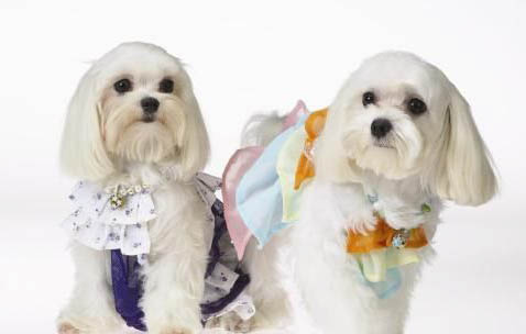 棉花面紗犬哪里有賣
