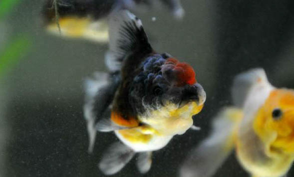 銅錢草可以放魚缸里么?