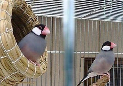 灰文鳥和白文鳥繁殖的注意事項(xiàng)