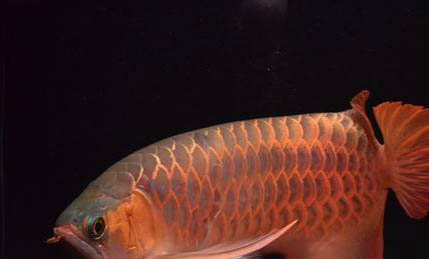 小丑魚可以和孔雀魚一起養(yǎng)嗎