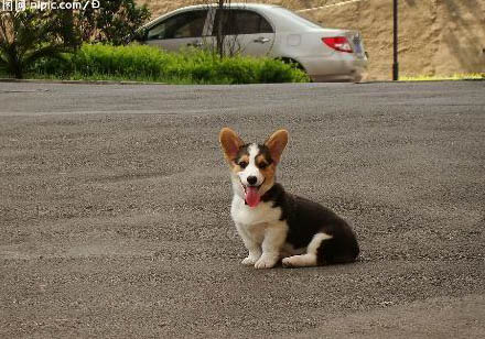 柯基犬吃家常飯可以嗎