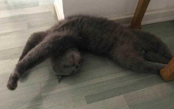 小貓不吃東西還嘔吐怎么辦？