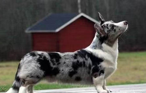 柯基和柴犬哪個貴