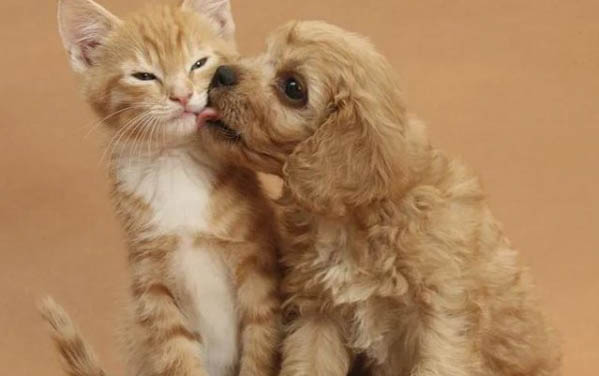 如何正確護理狗狗的口腔