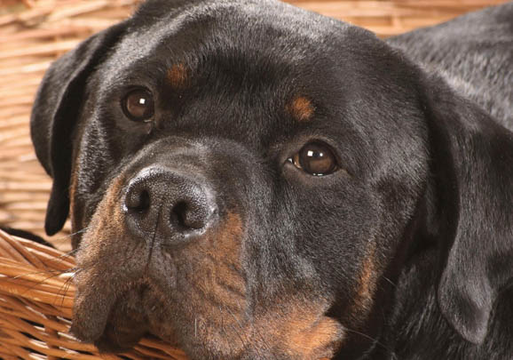 羅威納犬不適合女生養(yǎng)的原因