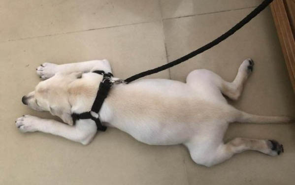 狗狗過敏的癥狀