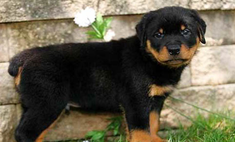 哪里能買到純種羅威納幼犬