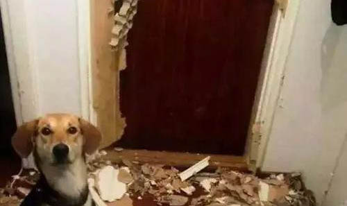 棉花面紗犬哪里有賣