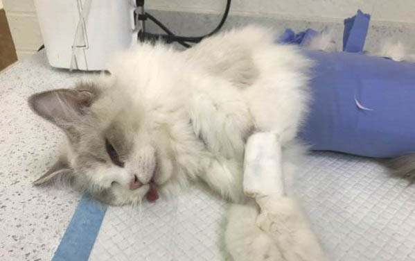 貓不喜歡主人的表現
