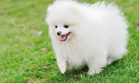 博美犬和狐貍?cè)膮^(qū)別