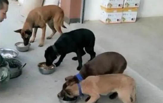 馬犬和德牧哪個好