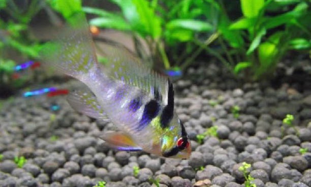 蝶尾金魚的選購要點