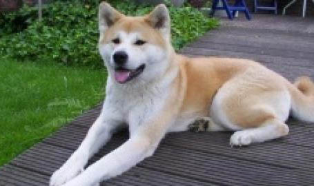 秋田犬性格優缺點