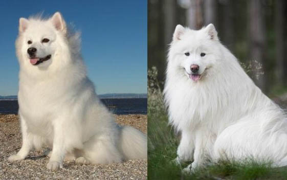 比格犬一生認幾個主人