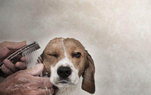 狗狗分娩前的飼養護理