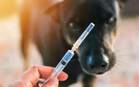 狗得腸炎會拉血便嗎