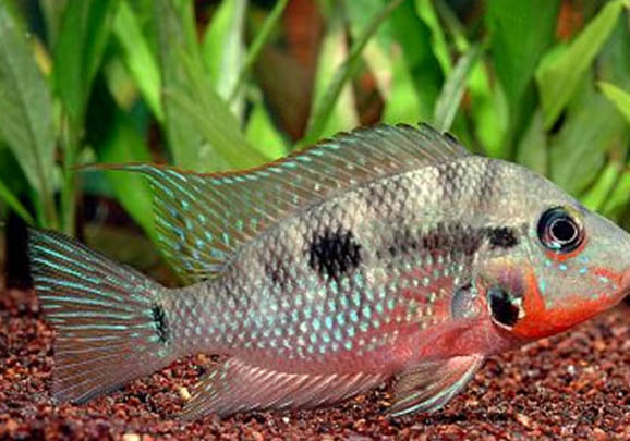 孔雀魚怎樣繁殖孔雀魚繁殖后多久能再次繁殖