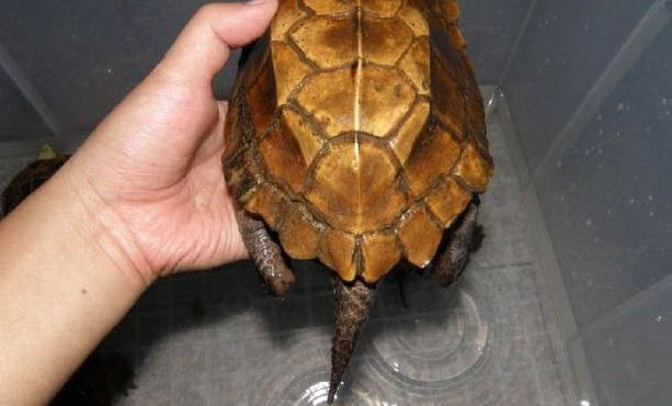 烏龜能吃桃子嗎