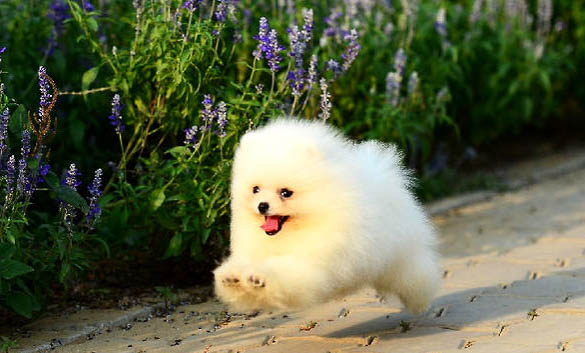 博美和小鹿犬哪個智商高