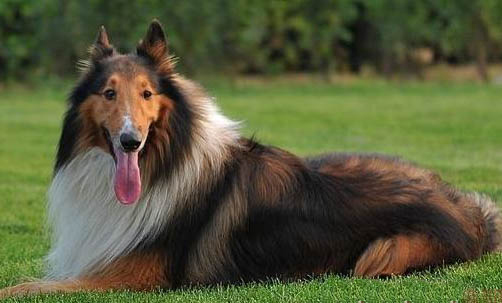 蘇格蘭牧羊犬發燒什么癥狀有哪些