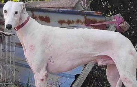 格力犬眼睛有眼屎的原因及處理方法