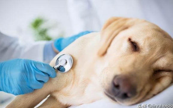 狗狗懷孕多久驗孕棒能測出來