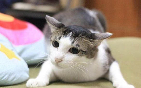 貓貓不拉屎的原因