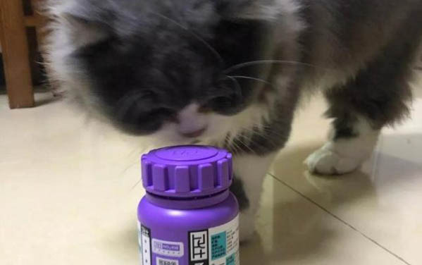 寵物醫(yī)院治療貓咪耳螨費用