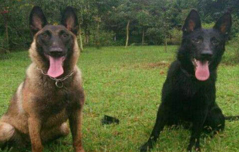 東德和馬犬哪個兇猛