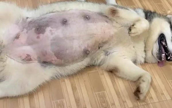 狗狗吃櫻桃肉可以嗎