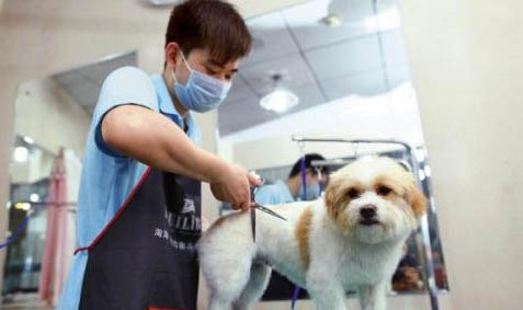狗狗吃巧克力多久沒事就安全了