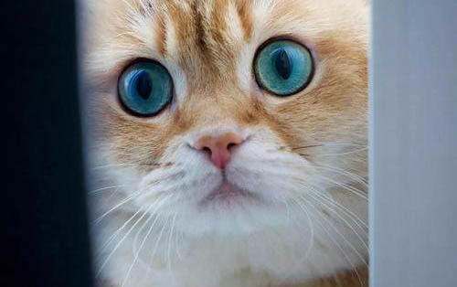 如果世界上不再有貓簡介