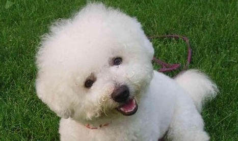 比熊犬淚痕的產生原因及處理方法？