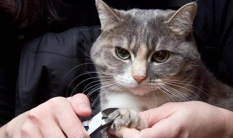 貓拉肚子但是精神很好