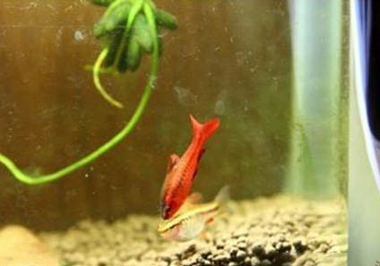櫻桃燈魚好養嗎